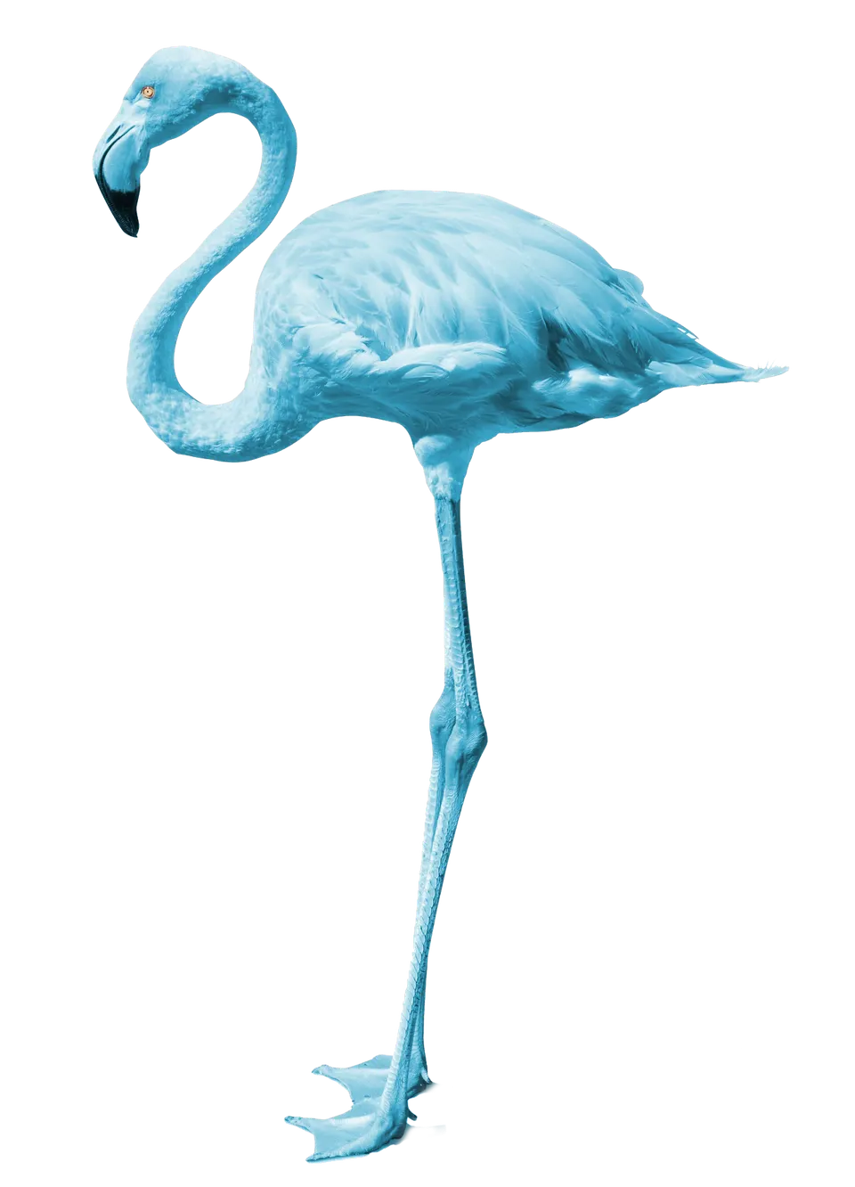 Flamingo in Cyan, Motiv von PrintMarksDesign